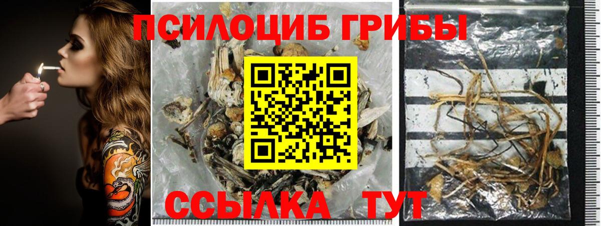 Галлюциногенные грибы Psilocybe Брянск